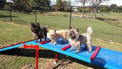 Myah, Kayla and Ali enjoying the equipment at the Henrietta Dog Park. Photo courtesy of Janet Nielsen – Taken August 2015